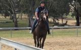 Adults ASH Gelding on HorseYard.com.au (thumbnail)