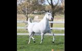 Pure Arabian mare on HorseYard.com.au (thumbnail)