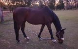 Quiet TB Gelding on HorseYard.com.au (thumbnail)