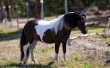 Outstanding Miniature Pony/APSB colt - Yearling on HorseYard.com.au (thumbnail)