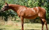 Quarter horse broodmare  on HorseYard.com.au (thumbnail)