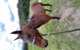 SOLD - 12 yr affectionate gelding standard bred  on HorseYard.com.au (thumbnail)