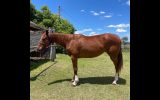 Stunning 2012 Broodmare on HorseYard.com.au (thumbnail)