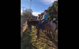 Lenny 4 yr old bay roan QH on HorseYard.com.au (thumbnail)