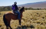 ASH mare on HorseYard.com.au (thumbnail)