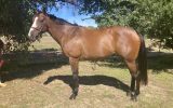 Big flash thoroughbred mare on HorseYard.com.au (thumbnail)