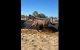 9 years OTT Thoroughbred Gelding on HorseYard.com.au (thumbnail)