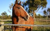 Warmblood Gelding on HorseYard.com.au (thumbnail)