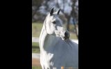 Pure Arabian Mare on HorseYard.com.au (thumbnail)