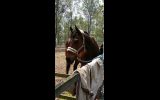 Quiet TB Gelding on HorseYard.com.au (thumbnail)