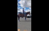 Country Scene Saddlery Custom Saddles on HorseYard.com.au (thumbnail)