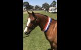 STUNNING WELSH GELDING on HorseYard.com.au (thumbnail)