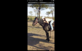 Handsome gelding with potential  on HorseYard.com.au (thumbnail)