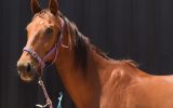 RANGA / OTTB GELDING on HorseYard.com.au (thumbnail)