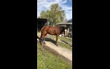 Tb gelding  on HorseYard.com.au (thumbnail)