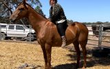 RANGA / OTTB GELDING on HorseYard.com.au (thumbnail)