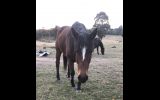 Thoroughbred mare  on HorseYard.com.au (thumbnail)