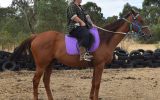 RANGA / OTTB GELDING on HorseYard.com.au (thumbnail)