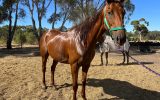 RANGA / OTTB GELDING on HorseYard.com.au (thumbnail)