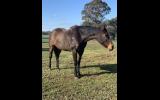 QUIET THOROUGHBRED MARE on HorseYard.com.au (thumbnail)