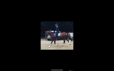 Lovely ISH Allrounder For Sale  on HorseYard.com.au (thumbnail)