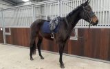 Shorty on HorseYard.com.au (thumbnail)