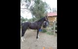 Beautiful Bling Gelding  on HorseYard.com.au (thumbnail)