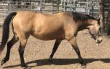 Buckskin Qtr Horse Mare For Sale on HorseYard.com.au (thumbnail)