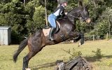 Lovely Natured Gelding on HorseYard.com.au (thumbnail)