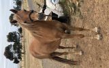 Multi registered riding pony  on HorseYard.com.au (thumbnail)