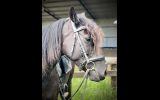 Young Friesian X on HorseYard.com.au (thumbnail)