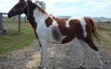 Tobiano Part Arabian Mare on HorseYard.com.au (thumbnail)