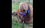 Mini Pony Stallion on HorseYard.com.au (thumbnail)