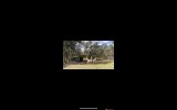 18y/o Quarter Horse Gelding  on HorseYard.com.au (thumbnail)
