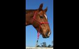'Autumn' 4yo chestnut Thoroughbred mare on HorseYard.com.au (thumbnail)