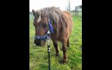 Mini Pony Stallion on HorseYard.com.au (thumbnail)