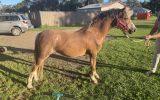 Lovely yearling gelding  on HorseYard.com.au (thumbnail)