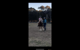 Welsh pony registered  on HorseYard.com.au (thumbnail)