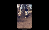 Quarter horse gelding  on HorseYard.com.au (thumbnail)