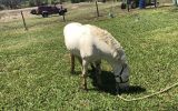 White Gelding Pony  on HorseYard.com.au (thumbnail)