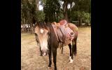 Stunning Sooty Buckskin  on HorseYard.com.au (thumbnail)