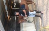Quarter horse cross  on HorseYard.com.au (thumbnail)