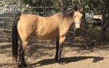 Buckskin Qtr Horse Mare For Sale on HorseYard.com.au (thumbnail)