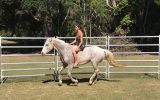 Quiet, Trustworthy Quarter Horse x Stock Horse on HorseYard.com.au (thumbnail)