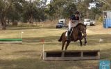 14.2hh 5y/o WB/TB Mare on HorseYard.com.au (thumbnail)