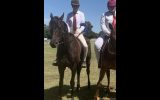 quiet ottb gelding  on HorseYard.com.au (thumbnail)