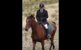 TB x Clydesdale  on HorseYard.com.au (thumbnail)