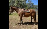 Stock horse cross gelding on HorseYard.com.au (thumbnail)