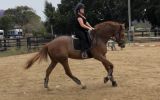 Jimmy Choo  16.1hh 13 y/o OTT Thoroughbred Gelding on HorseYard.com.au (thumbnail)