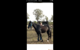 Handsome gelding with potential  on HorseYard.com.au (thumbnail)